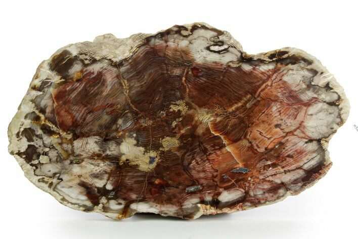 Colorful, Polished Petrified Wood Round - Cherry Creek, NV #347737